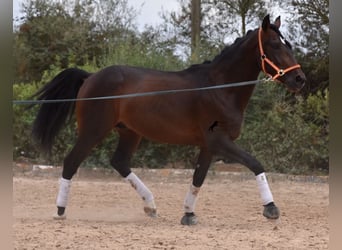 Lusitano, Hengst, 3 Jaar, 161 cm, Bruin