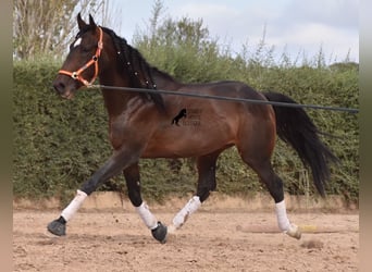 Lusitano, Hengst, 3 Jaar, 161 cm, Bruin