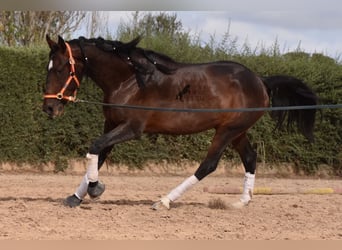 Lusitano, Hengst, 3 Jaar, 161 cm, Bruin