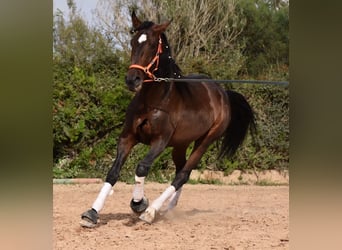 Lusitano, Hengst, 3 Jaar, 161 cm, Bruin