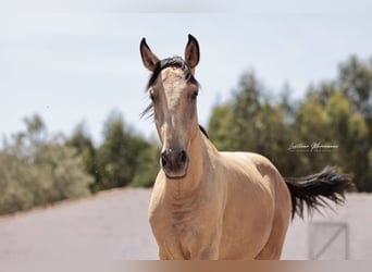 Lusitano, Hengst, 3 Jaar, 161 cm, Buckskin