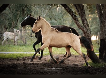 Lusitano, Hengst, 3 Jaar, 161 cm, Buckskin