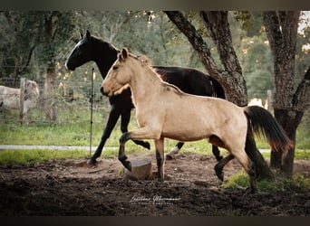 Lusitano, Hengst, 3 Jaar, 161 cm, Buckskin