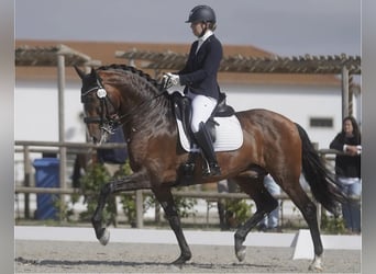 Lusitano, Hengst, 3 Jaar, 161 cm, Schimmel