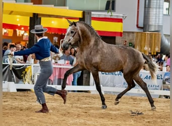 Lusitano, Hengst, 3 Jaar, 161 cm, Schimmel