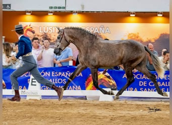 Lusitano, Hengst, 3 Jaar, 161 cm, Schimmel