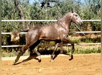 Lusitano, Hengst, 3 Jaar, 161 cm, Schimmel