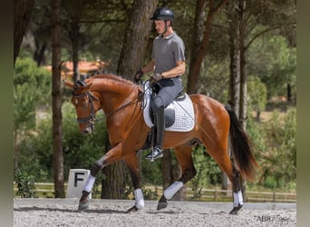 Lusitano, Hengst, 3 Jaar, 162 cm, Brauner