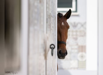 Lusitano, Hengst, 3 Jaar, 162 cm, Brauner