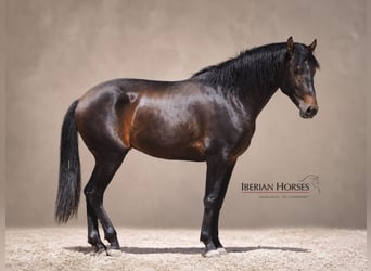 Lusitano Mix, Hengst, 3 Jaar, 162 cm, Bruin