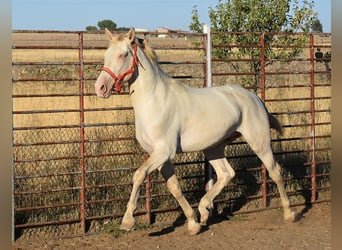 Lusitano, Hengst, 3 Jaar, 162 cm, Cremello