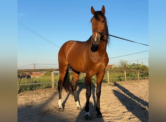 Lusitano, Hengst, 3 Jaar, 162 cm, Donkerbruin
