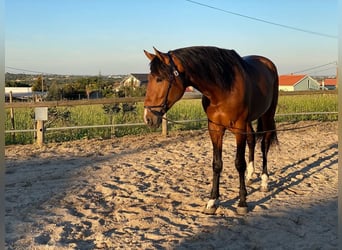 Lusitano, Hengst, 3 Jaar, 162 cm, Donkerbruin