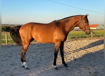 Lusitano, Hengst, 3 Jaar, 162 cm, Donkerbruin