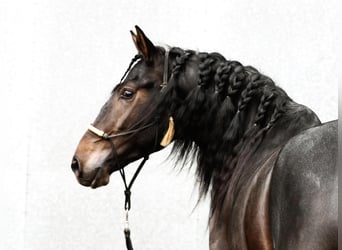 Lusitano Mix, Hengst, 3 Jaar, 162 cm, Donkerbruin