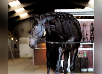 Lusitano Mix, Hengst, 3 Jaar, 162 cm, Donkerbruin