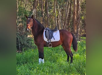 Lusitano, Hengst, 3 Jaar, 162 cm, Donkerbruin