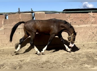 Lusitano Mix, Hengst, 3 Jaar, 162 cm, Roodbruin