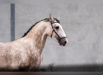 Lusitano, Hengst, 3 Jaar, 162 cm, Schimmel