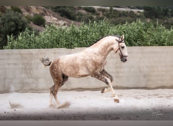 Lusitano, Hengst, 3 Jaar, 162 cm, Schimmel