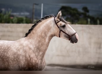 Lusitano, Hengst, 3 Jaar, 162 cm, Schimmel