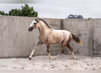 Lusitano, Hengst, 3 Jaar, 162 cm, Schimmel