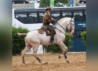 Lusitano, Hengst, 3 Jaar, 162 cm, Schimmel