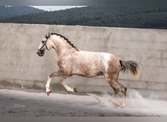 Lusitano, Hengst, 3 Jaar, 162 cm, Schimmel