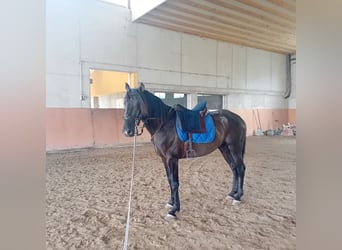 Lusitano, Hengst, 3 Jaar, 162 cm, Zwart