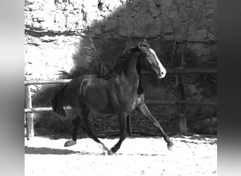 Lusitano, Hengst, 3 Jaar, 163 cm, Buckskin