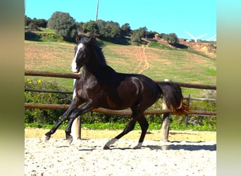 Lusitano, Hengst, 3 Jaar, 163 cm, Buckskin