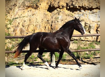 Lusitano, Hengst, 3 Jaar, 163 cm, Buckskin