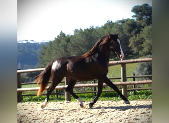 Lusitano, Hengst, 3 Jaar, 163 cm, Buckskin