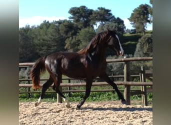 Lusitano, Hengst, 3 Jaar, 163 cm, Buckskin