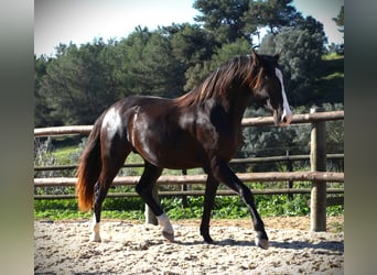 Lusitano, Hengst, 3 Jaar, 163 cm, Buckskin