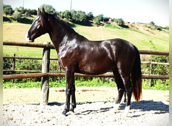 Lusitano, Hengst, 3 Jaar, 163 cm, Buckskin