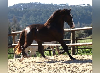 Lusitano, Hengst, 3 Jaar, 163 cm, Buckskin