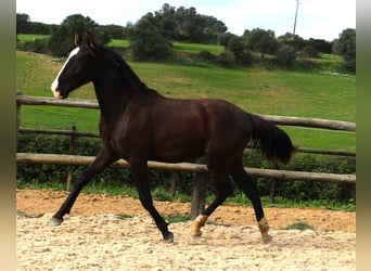 Lusitano, Hengst, 3 Jaar, 163 cm, Buckskin