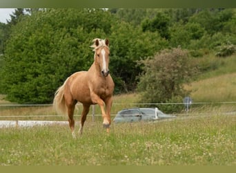 Lusitano, Hengst, 3 Jaar, 163 cm, Palomino