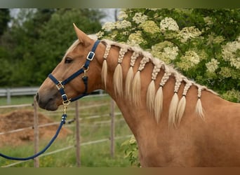 Lusitano, Hengst, 3 Jaar, 163 cm, Palomino