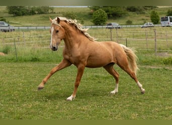 Lusitano, Hengst, 3 Jaar, 163 cm, Palomino