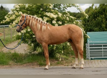 Lusitano, Hengst, 3 Jaar, 163 cm, Palomino