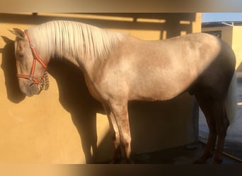 Lusitano, Hengst, 3 Jaar, 163 cm, Palomino