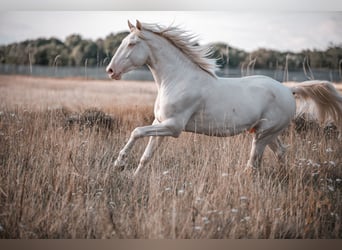 Lusitano, Hengst, 3 Jaar, 163 cm, Perlino