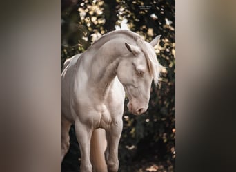 Lusitano, Hengst, 3 Jaar, 163 cm, Perlino