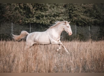 Lusitano, Hengst, 3 Jaar, 163 cm, Perlino