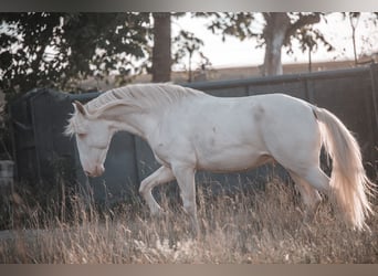 Lusitano, Hengst, 3 Jaar, 163 cm, Perlino