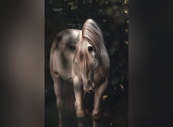 Lusitano, Hengst, 3 Jaar, 163 cm, Perlino