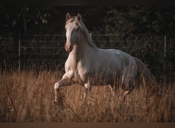 Lusitano, Hengst, 3 Jaar, 163 cm, Perlino