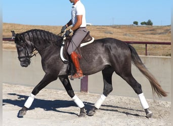 Lusitano, Hengst, 3 Jaar, 163 cm, Schimmel